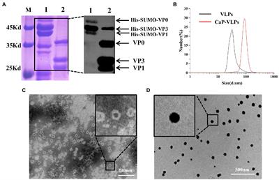 Local and systemic immune responses induced by intranasal immunization with biomineralized foot-and-mouth disease virus-like particles